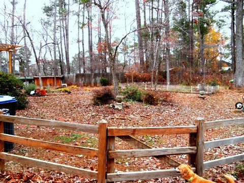 our backyard under fallen leaves
