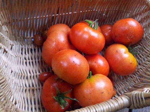 Season's first batch, tomatoes harvest