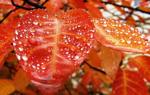 rainy-leaves