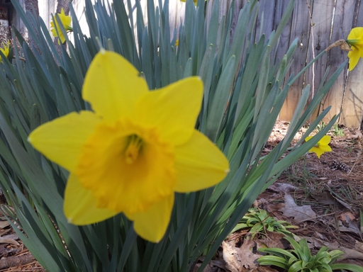 out backyard daffodil